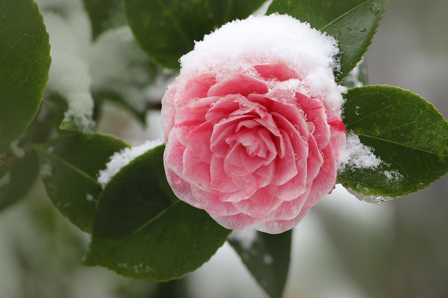 Rosa Kamelienblüte ist mit Schnee bedeckt